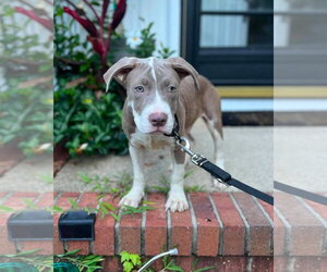 Mutt Dogs for adoption in Spotsylvania, VA, USA
