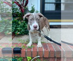 Small Mutt