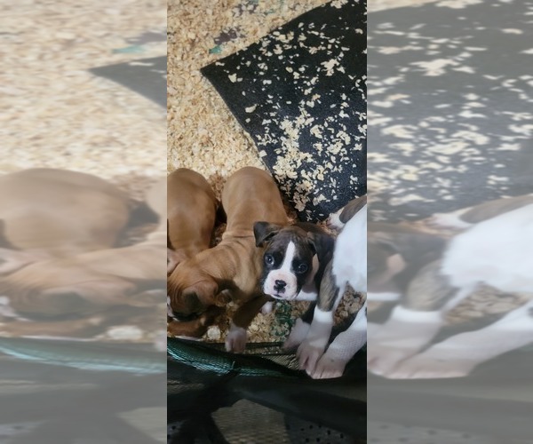 Medium Photo #6 Boxer Puppy For Sale in STAFFORD SPRINGS, CT, USA