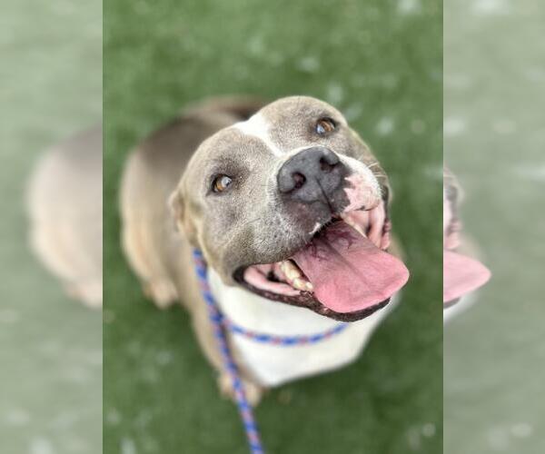 Medium Photo #1 Staffordshire Bull Terrier-Unknown Mix Puppy For Sale in Texas City, TX, USA