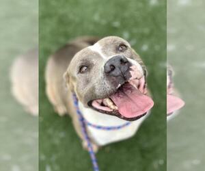 Staffordshire Bull Terrier-Unknown Mix Dogs for adoption in Texas City, TX, USA