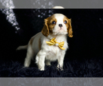 Small #7 Cavalier King Charles Spaniel