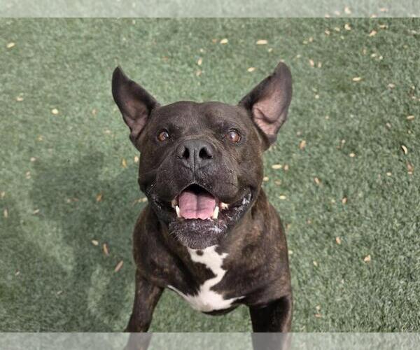 Medium Photo #3 American Staffordshire Terrier-Bulldog Mix Puppy For Sale in Rockwall, TX, USA