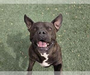 Meatloaf- $75 Adoption Fee! Diamond Dog! - Male American Staffordshire Terrier-Bulldog Mix Dog for Adoption - Photo #3