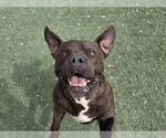 Small #2 American Staffordshire Terrier-Bulldog Mix