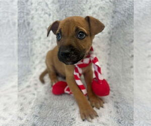 Boxador Dogs for adoption in Lakewood, CO, USA