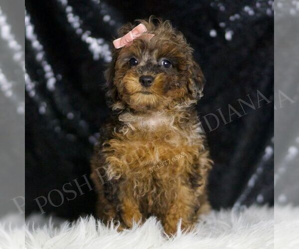 Medium Photo #5 Poodle (Toy) Puppy For Sale in WARSAW, IN, USA