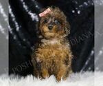 Small #4 Poodle (Toy)
