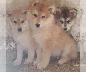 Alaskan Malamute-Wolf Hybrid Mix Puppy for sale in GRANBURY, TX, USA