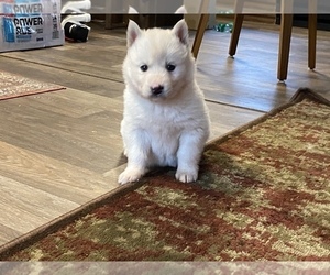 Alusky Puppy for sale in JEFFERSON CITY, MO, USA