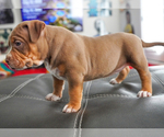 Puppy 4 American Bully