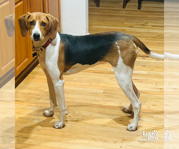 Medium Photo #2 Beagle-Unknown Mix Puppy For Sale in Washington, DC, USA