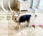 Small #2 Shih Tzu Mix