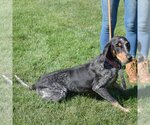 Small Photo #5 Bluetick Coonhound Puppy For Sale in Huntley, IL, USA
