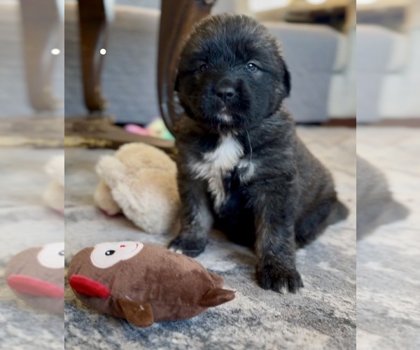 Medium Photo #41 Mastiff-Pyrenean Mastiff Mix Puppy For Sale in RHOME, TX, USA