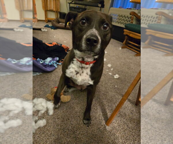 Medium Photo #6 Mutt Puppy For Sale in Mundelein, IL, USA