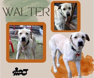Labrador Retriever-Unknown Mix Dogs for adoption in Lindsay, CA, USA