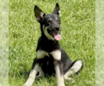 Small #15 German Shepherd Dog Mix