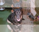 Small #5 German Shepherd Dog