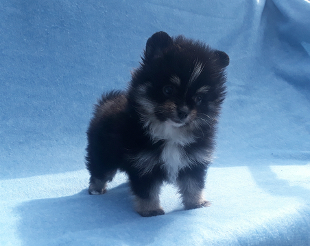 Medium Photo #9 Pomeranian Puppy For Sale in N PALM BEACH, FL, USA