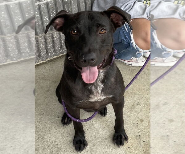 Medium Photo #6 Labrador Retriever-Staffordshire Bull Terrier Mix Puppy For Sale in Conway, AR, USA