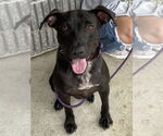 Small #5 Labrador Retriever-Staffordshire Bull Terrier Mix