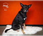 Small #4 Australian Shepherd-German Shepherd Dog Mix