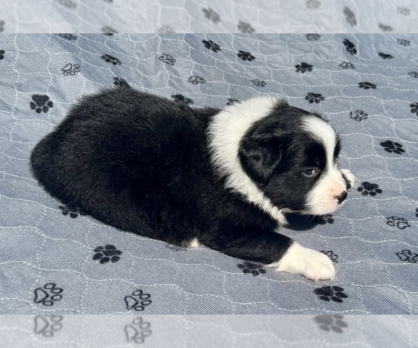 Medium Photo #11 Australian Shepherd Puppy For Sale in SALISBURY, NC, USA