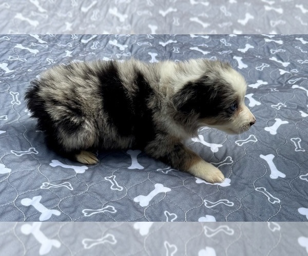 Medium Photo #90 Miniature Australian Shepherd Puppy For Sale in SALISBURY, NC, USA