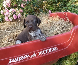 German Shorthaired Pointer Puppy for sale in CRAGFORD, AL, USA