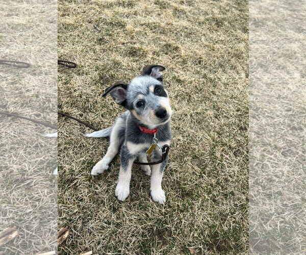 Medium Photo #1 Mutt Puppy For Sale in Sandy, UT, USA