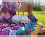 Small Photo #2 Maltipoo Puppy For Sale in NIANGUA, MO, USA