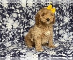 Small Photo #13 Cockapoo Puppy For Sale in LAKELAND, FL, USA
