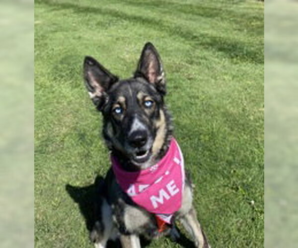Medium Photo #7 German Shepherd Dog Puppy For Sale in Salinas, CA, USA