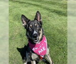 Small #6 German Shepherd Dog