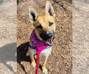 Black Mouth Cur-Unknown Mix Dogs for adoption in Santa Barbara, CA, USA