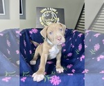 Puppy Kiara American Bully