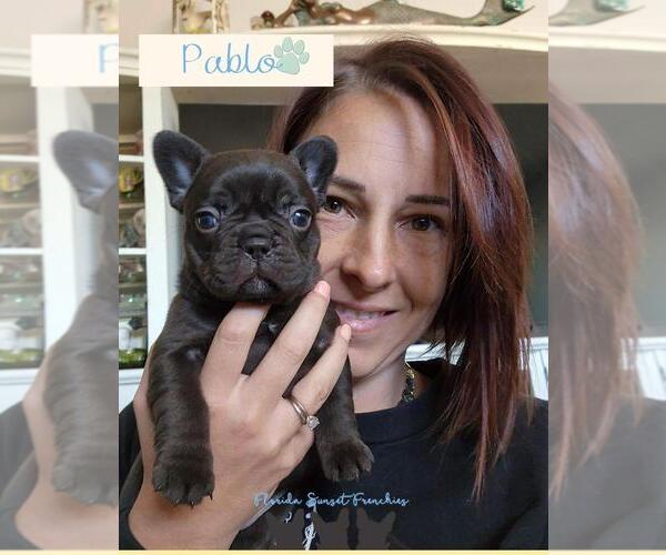 Medium Photo #1 French Bulldog Puppy For Sale in PORT CHARLOTTE, FL, USA