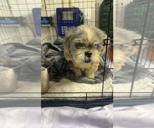 Lhasa Apso-Unknown Mix Dogs for adoption in Rowlett, TX, USA