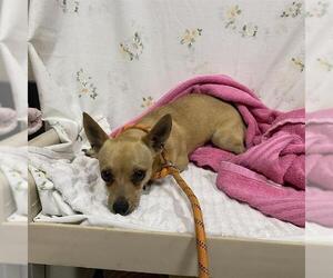 Chihuahua Dogs for adoption in Modesto, CA, USA