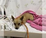 Small Chihuahua