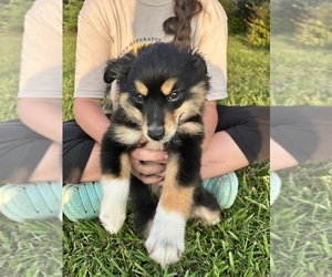 Australian Shepherd Puppy for sale in BUSH, LA, USA