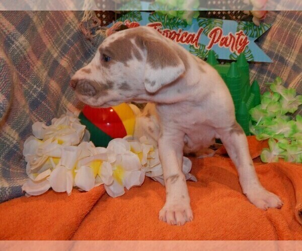 Medium Photo #31 Great Dane Puppy For Sale in SPRAGGS, PA, USA