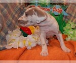 Small Photo #31 Great Dane Puppy For Sale in SPRAGGS, PA, USA