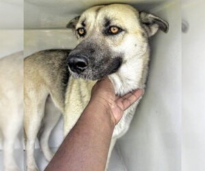 German Shepherd Dog-Unknown Mix Dogs for adoption in Houston, TX, USA