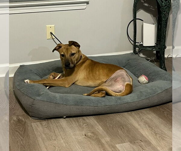 Medium Photo #2 Canaan Dog-Labrador Retriever Mix Puppy For Sale in Horn Lake, MS, USA