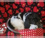 Small Photo #5 Poodle (Standard) Puppy For Sale in EDGEWOOD, NM, USA
