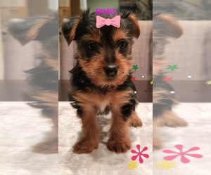 Yorkshire Terrier Puppy for sale in WAYNE, NJ, USA