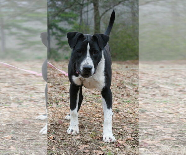 Medium Photo #7 Great Dane-Pointer Mix Puppy For Sale in Attalka, AL, USA