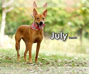 July from Taiwan - Female Mutt Dog for Adoption - Photo #2